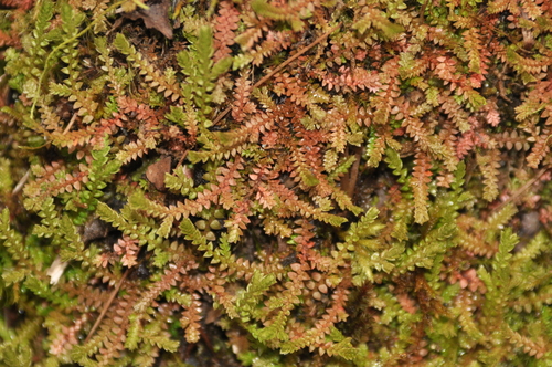 Selaginella helvetica iNat (2)