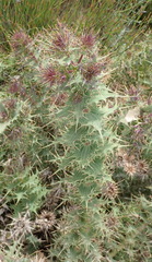 Berkheya cruciata