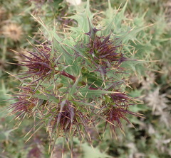 Berkheya cruciata