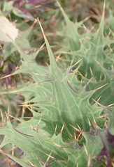 Berkheya cruciata