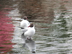 Chroicocephalus maculipennis