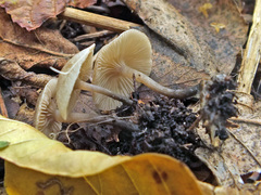 Camarophyllopsis