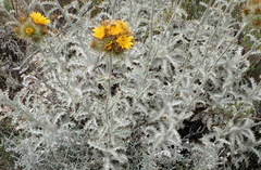 Berkheya francisci