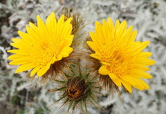 Berkheya francisci