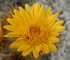 Berkheya francisci