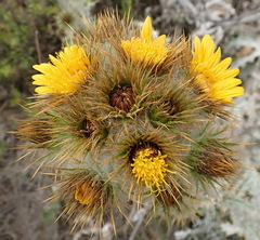 Berkheya francisci