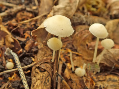 Hemimycena lactea