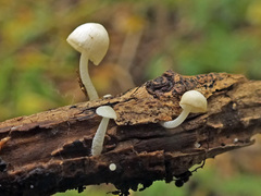 Hemimycena lactea