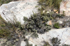 Dolichothrix ericoides