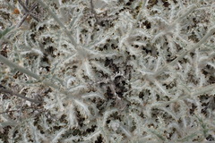 Berkheya francisci