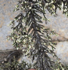 Dolichothrix ericoides