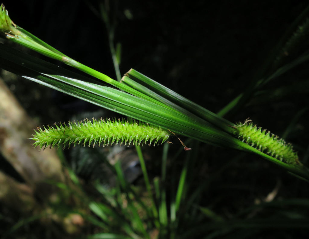 Carex forsteri (Carex forsteri)