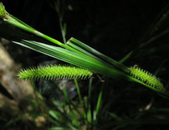 Carex forsteri