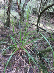 Carex forsteri