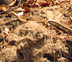 Psammophis orientalis