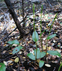 Adenochilus gracilis