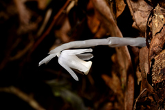 Monotropastrum humile