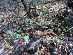 Adenochilus gracilis