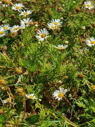 Argyranthemum dissectum (Argyranthemum dissectum)