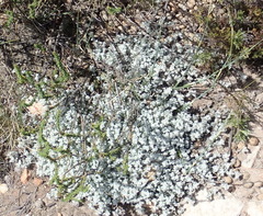 Helichrysum zwartbergense