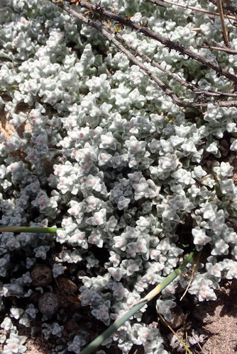 Image of Helichrysum zwartbergense by (c) Nicola van Berkel, some rights reserved (CC BY-SA)