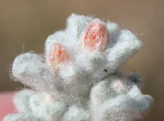 Helichrysum zwartbergense