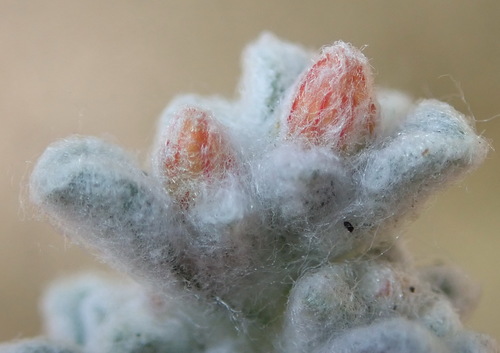 Image of Helichrysum zwartbergense by (c) Nicola van Berkel, some rights reserved (CC BY-SA)