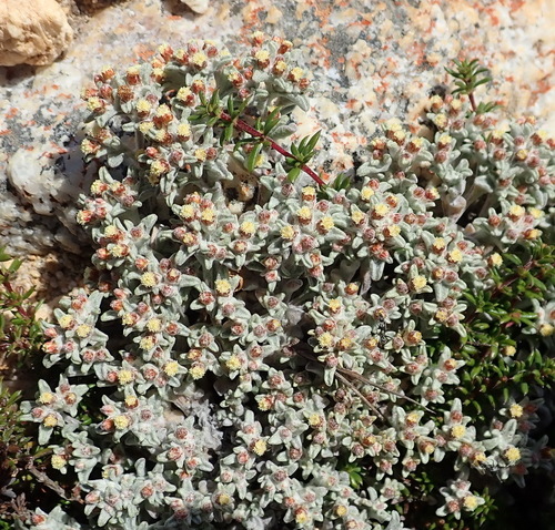Image of Helichrysum zwartbergense by (c) Nicola van Berkel, some rights reserved (CC BY-SA)