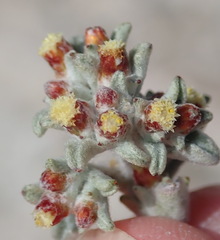 Helichrysum zwartbergense