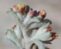 Helichrysum zwartbergense