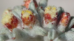 Helichrysum zwartbergense