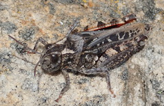 Euryphyminae