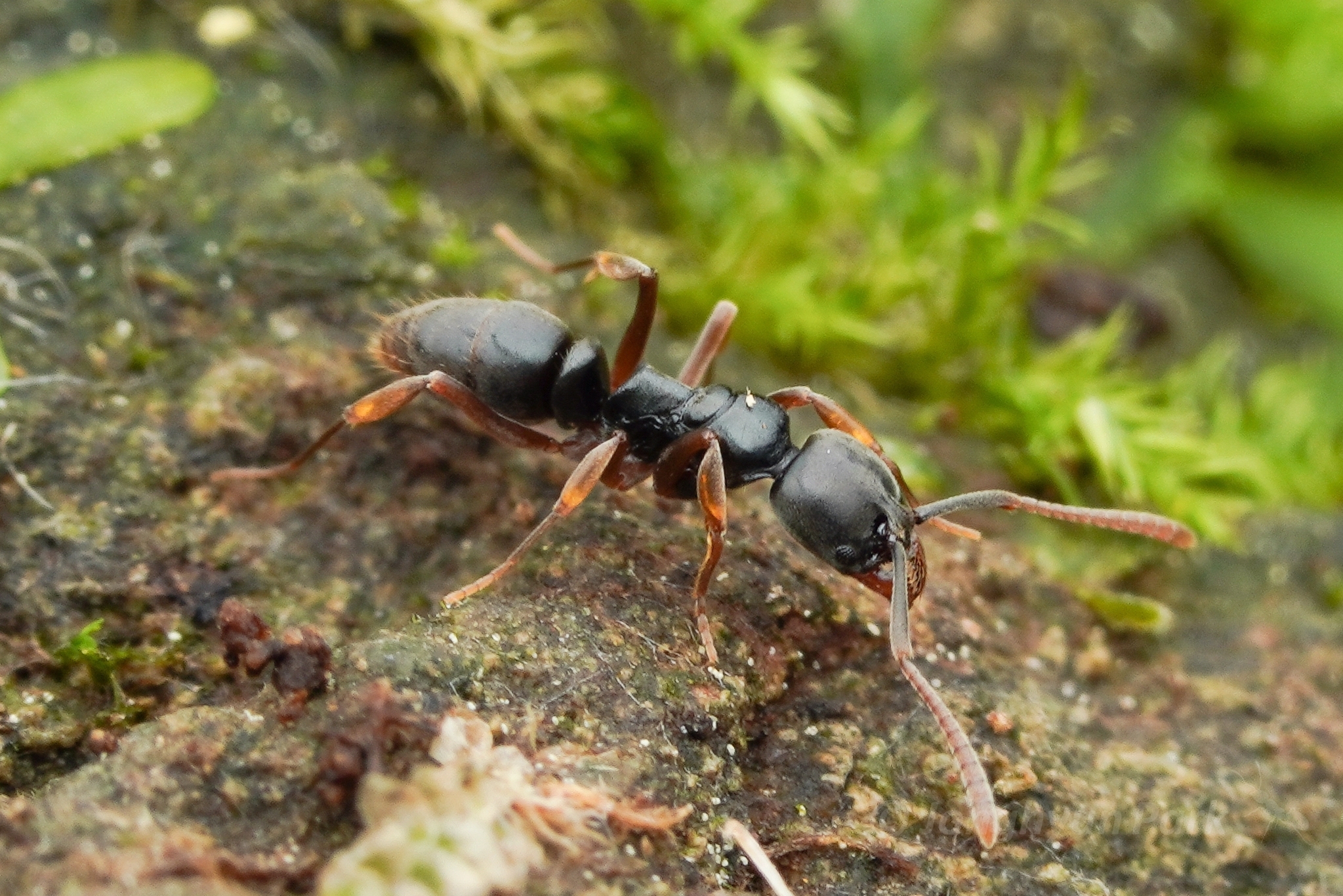 Brachyponera nakasujii