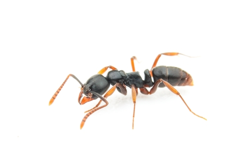 Brachyponera nakasujiiBrachyponera nakasujii