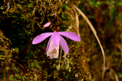 Pleione formosana