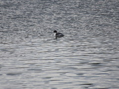 Podiceps occipitalis