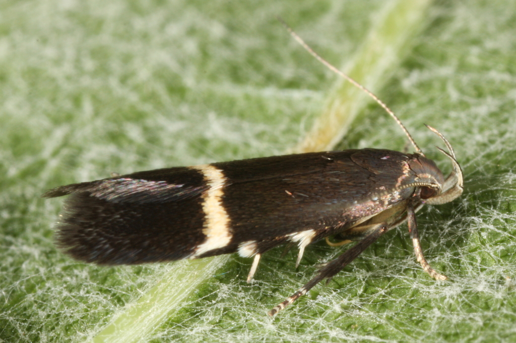 Silver-barred Sober