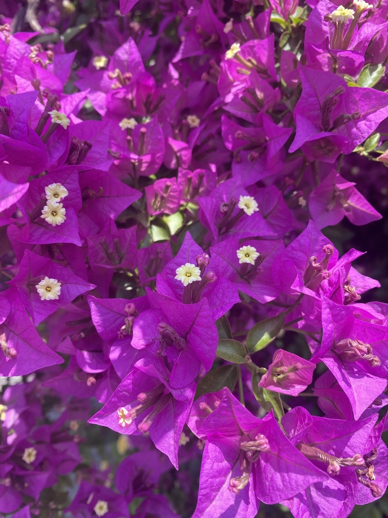Bougainvillea glabra
