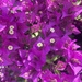 Lesser Bougainvillea - Photo (c) lawspear, some rights reserved (CC BY-NC)
