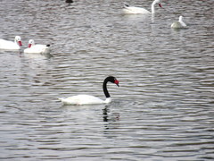 Cygnus melancoryphus