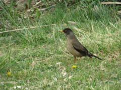 Turdus falcklandii