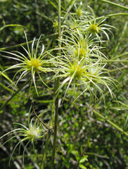 Clematis afoliata