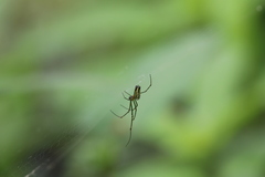 Leucauge blanda