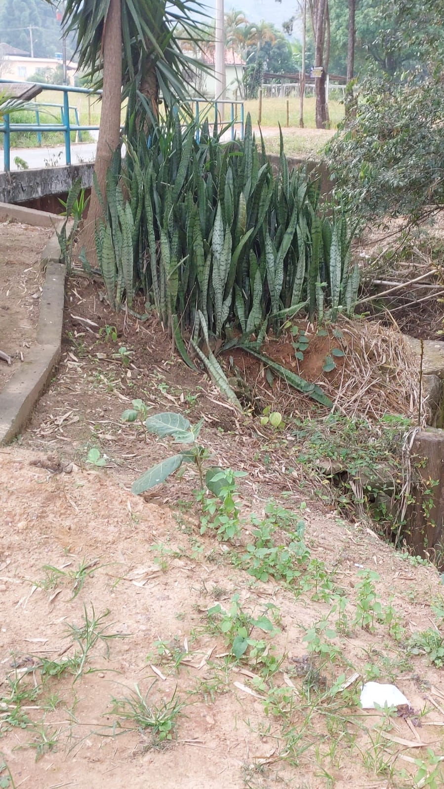 Sansevieria trifasciata