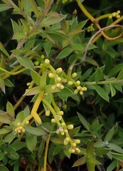 Cassytha paniculata