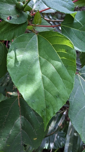 Image of Alchornea trewioides by (c) Cheng-Te Hsu, some rights reserved (CC BY)