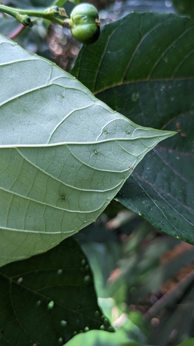 Image of Alchornea trewioides by (c) Cheng-Te Hsu, some rights reserved (CC BY)