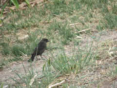 Molothrus bonariensis