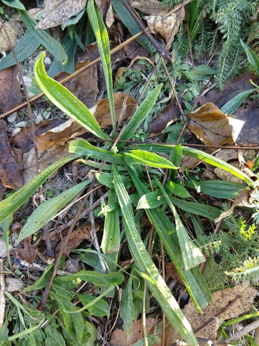 skorocel kopijovitý (Plantago lanceolata)