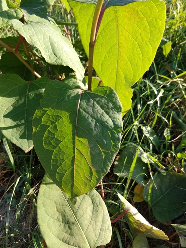 pohánkovec český (Reynoutria × bohemica)